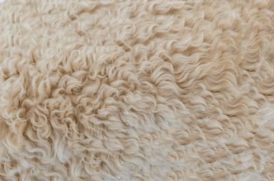 Close-up of soft beige wool fibres &mdash; photo by Lukas Blazek on Pexels