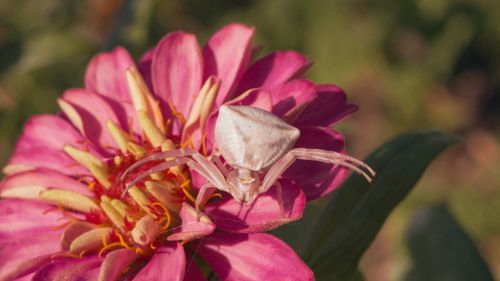 Free Close-up of a white crab spider perched on a bright pink zinnia flower, capturing nature's intricate details. Stock Photo