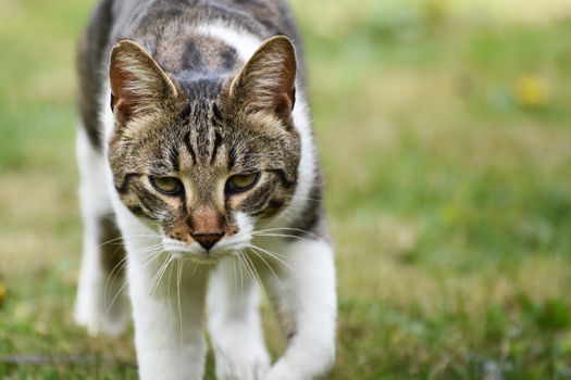 Wild vs Domestic Cat Hunting
