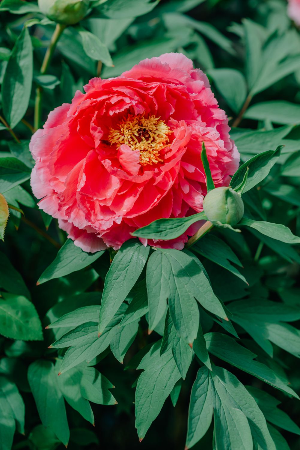Vibrant Pink Peony Bloom in Sunlit Garden · Free Stock Photo