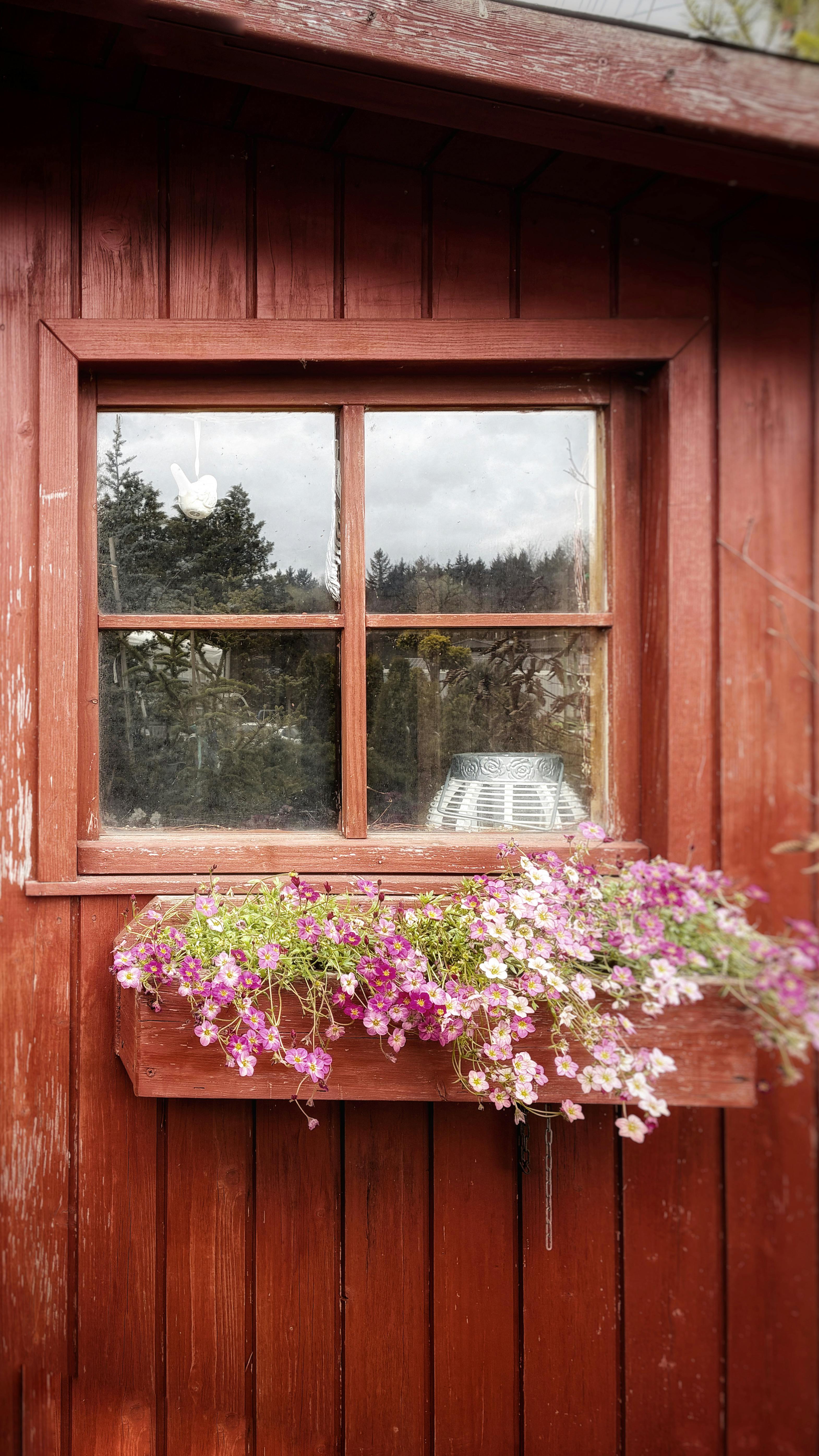 Rustic Window Box with Pink Flowers on Wooden Cabin · Free Stock Photo