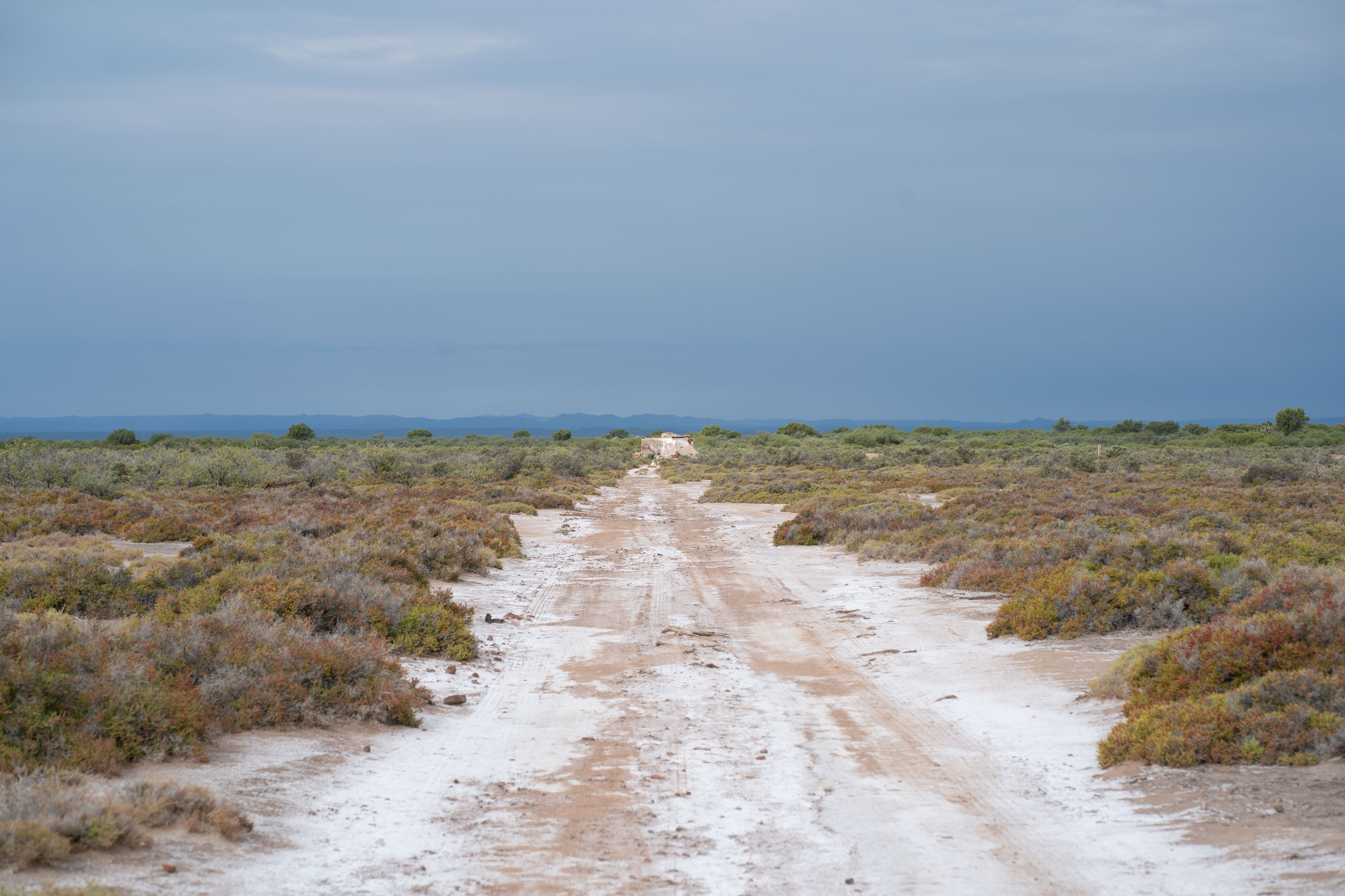 Expansive view of salt flats and natural vegetation in San José de Las Salinas, Córdoba, Argentina.