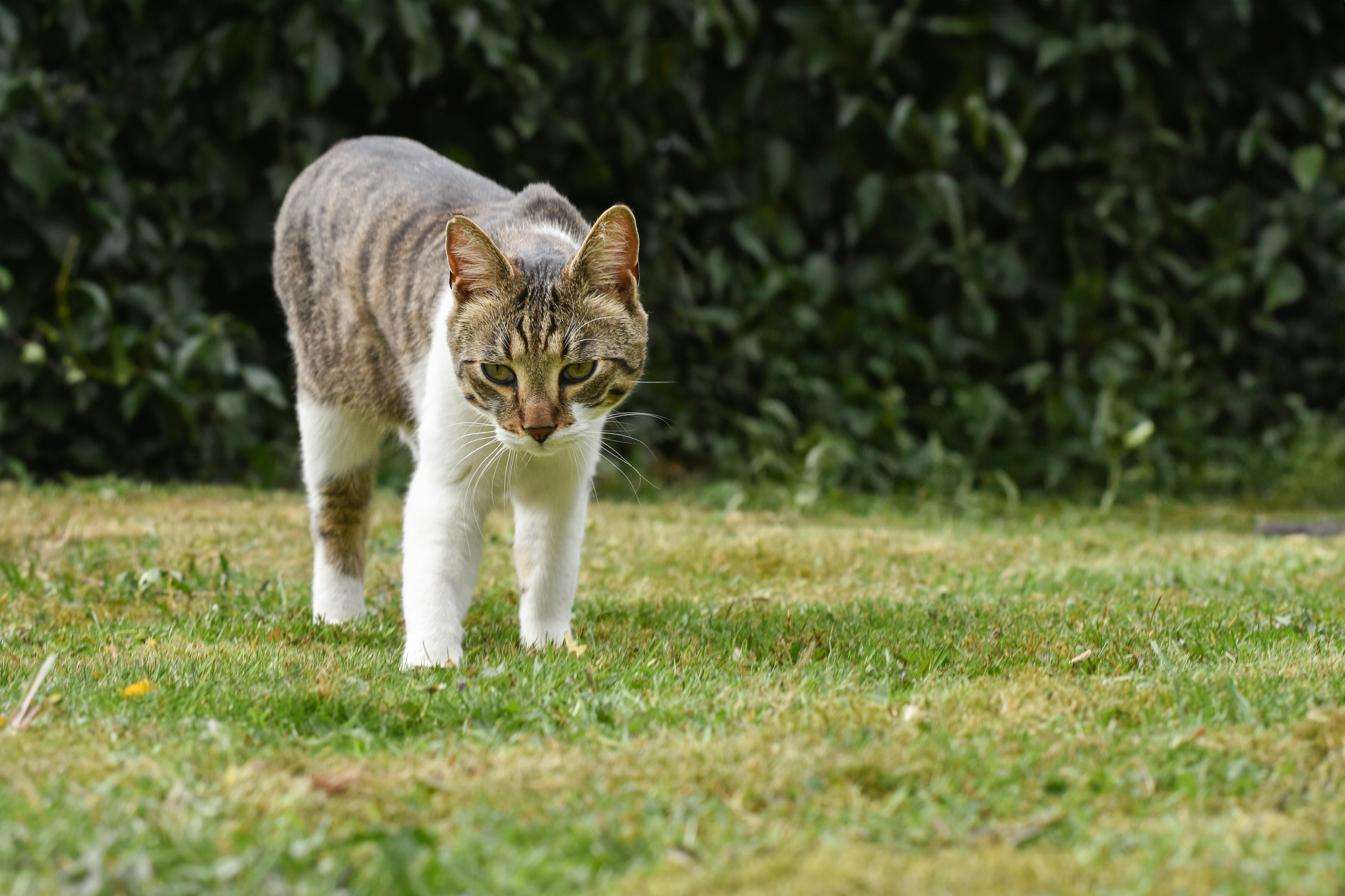 Charming domestic cat wandering through a green meadow, capturing a serene outdoor moment.
