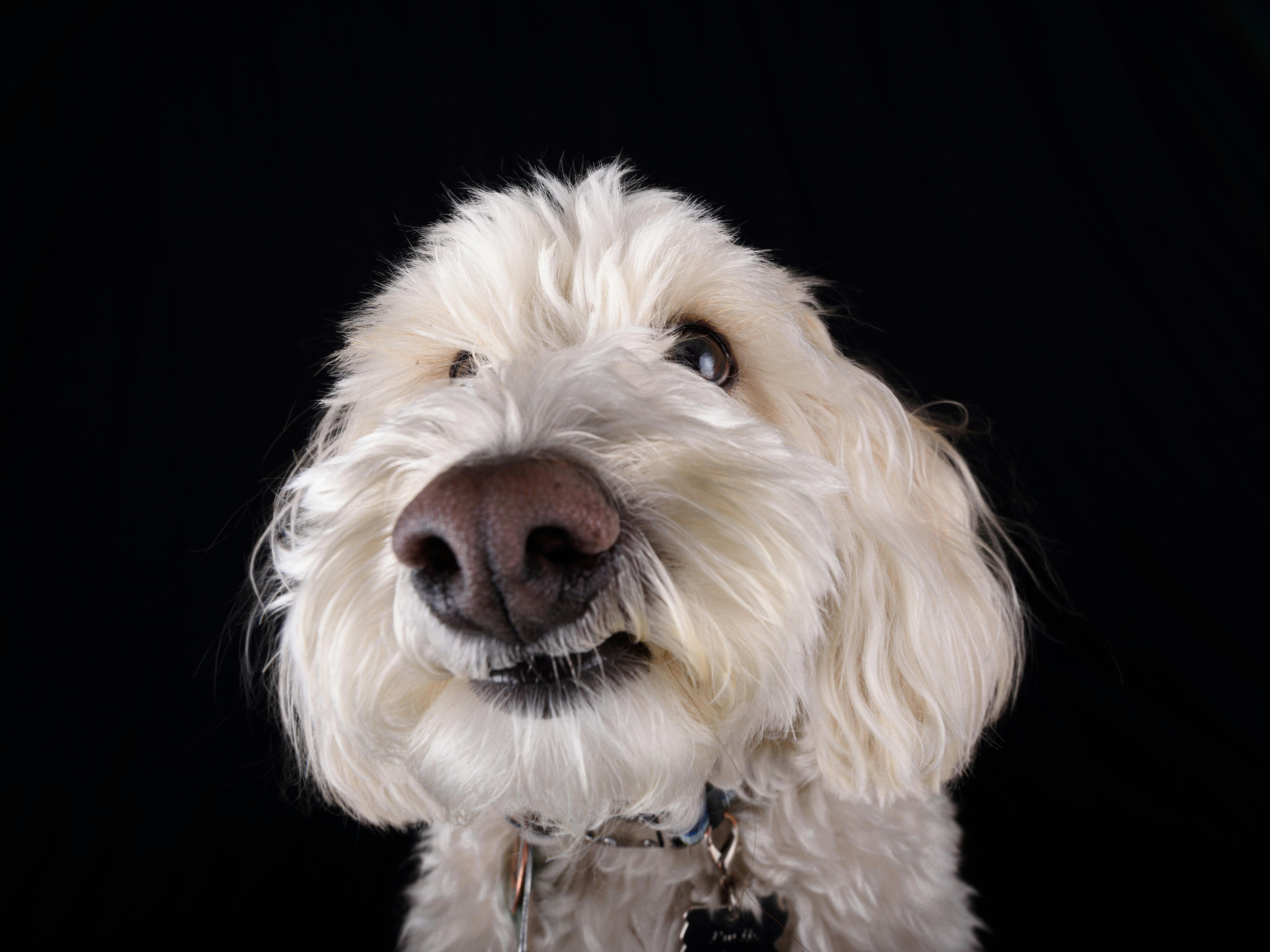 RW GroomX dog grooming expo returns later this month — Photo by Jay Brand on Pexels