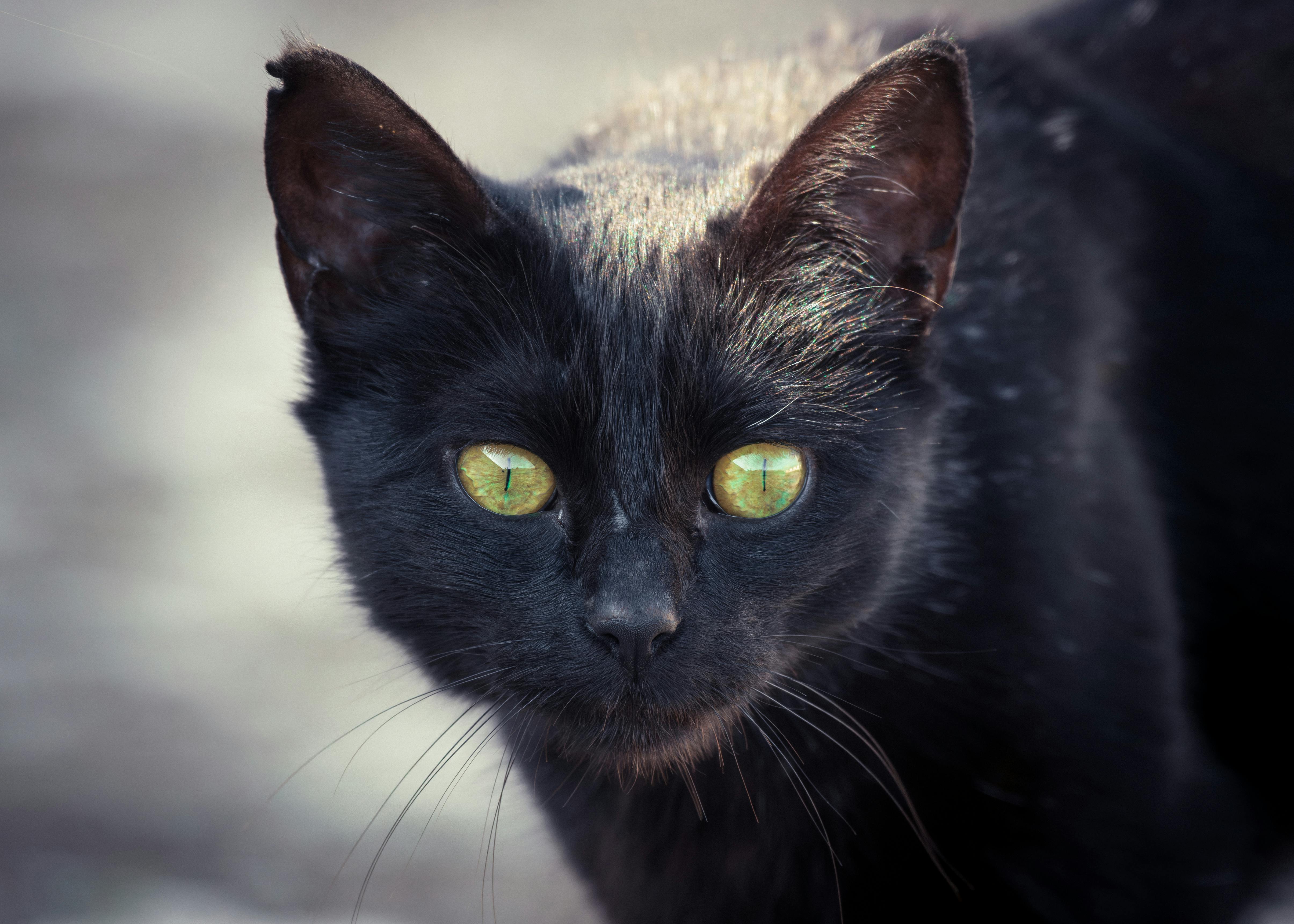 Intense black cat with piercing green eyes captured in natural outdoor setting.