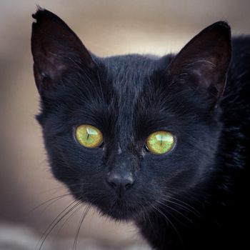 Black Panther