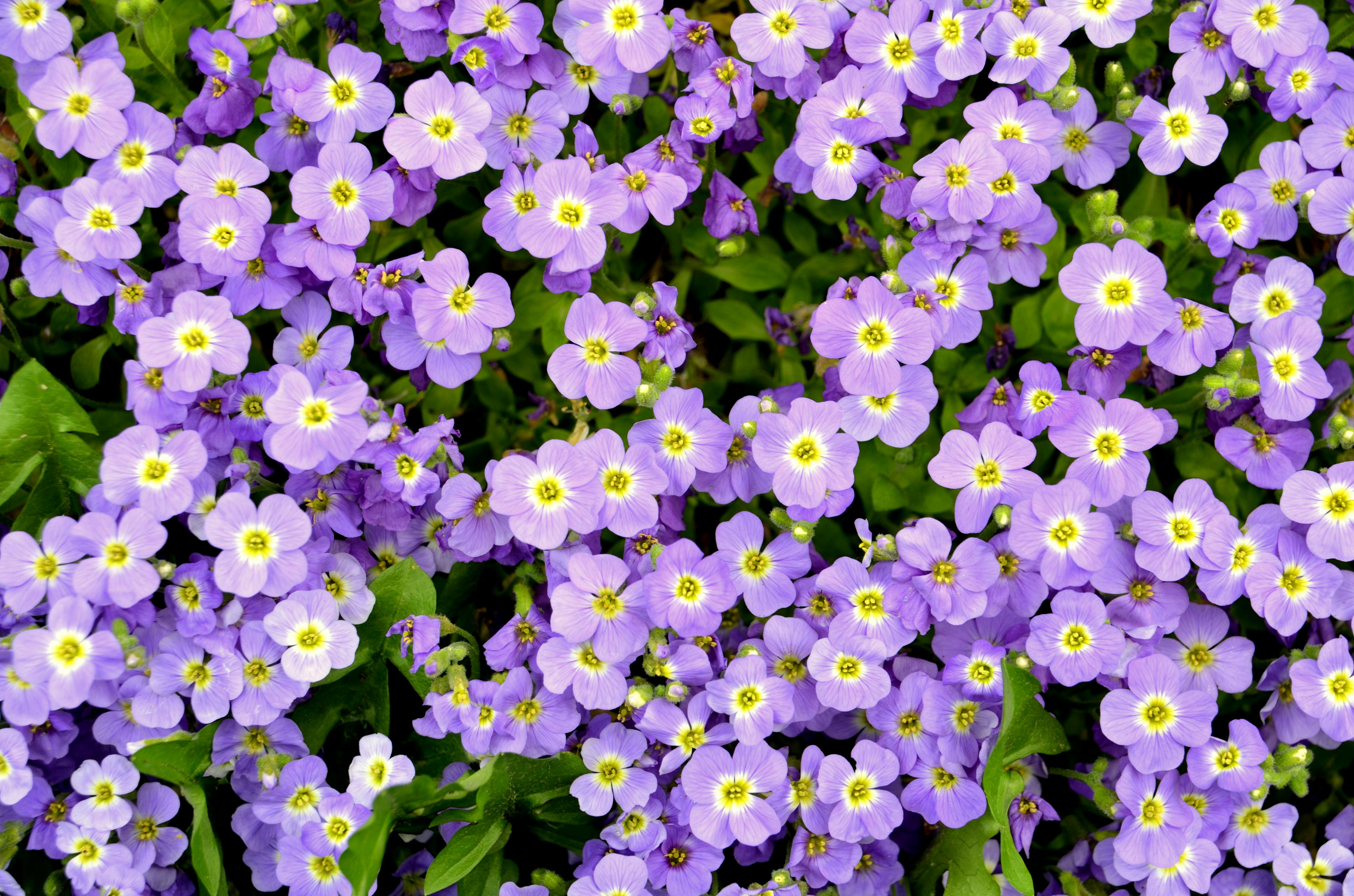 [ColoSach]-a-close-up-shot-of-vibrant-purple-aubrieta-flowers-in-full-bloom-in-a-garden-setting.