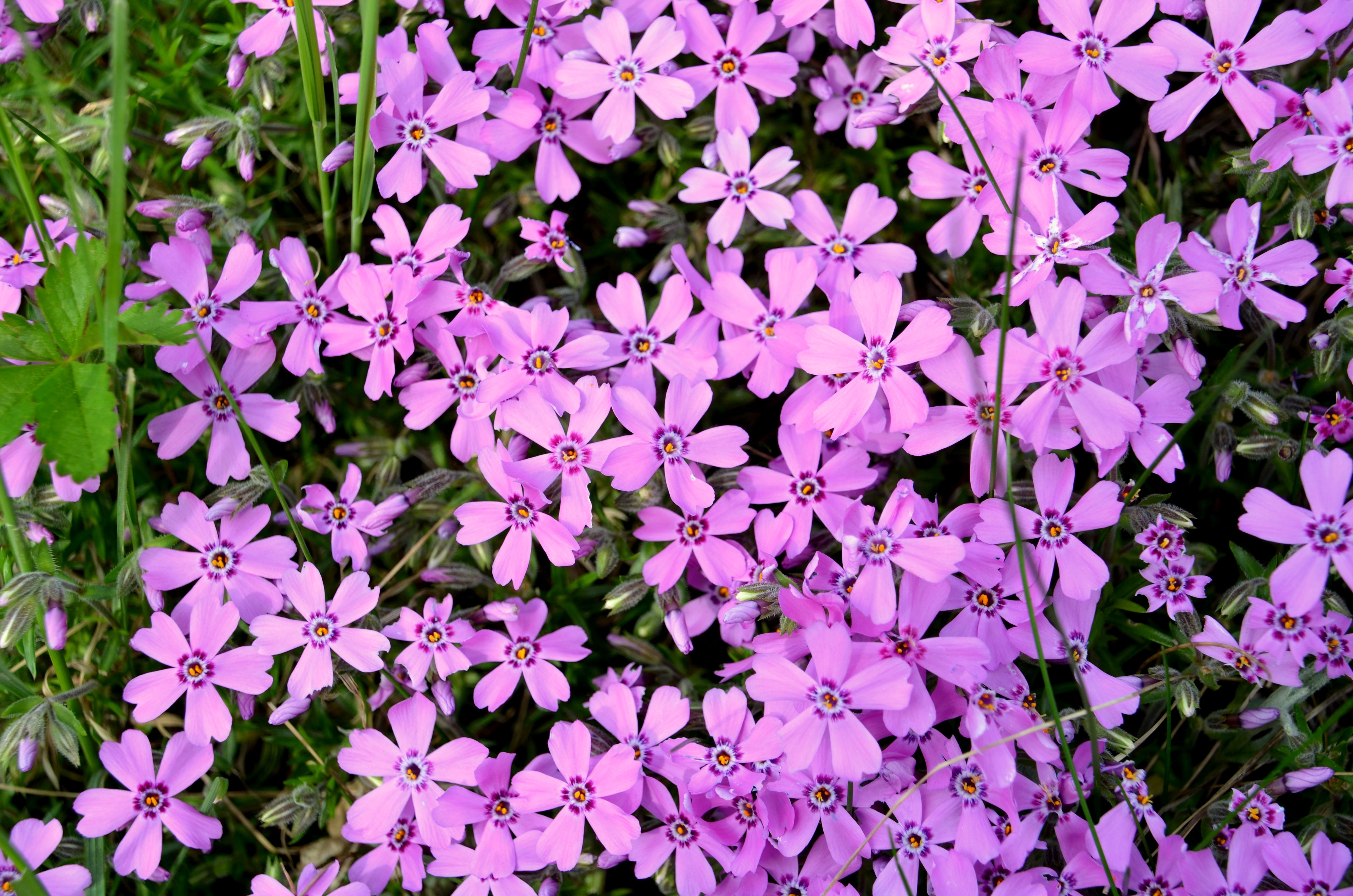 Vibrant Pink Phlox Flowers in Bloom Outdoors · Free Stock Photo
