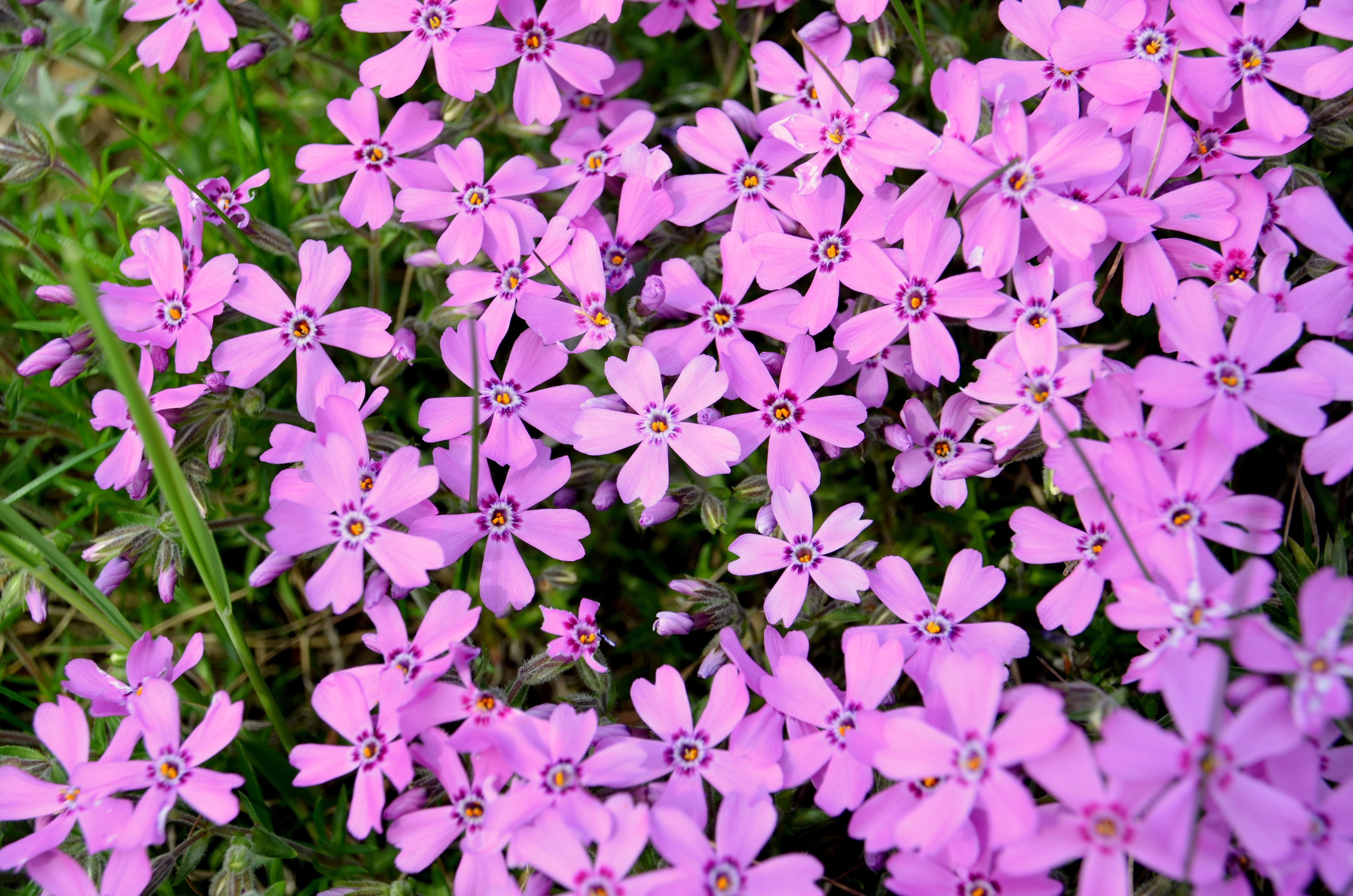 Vibrant Pink Phlox Flowers in Bloom · Free Stock Photo