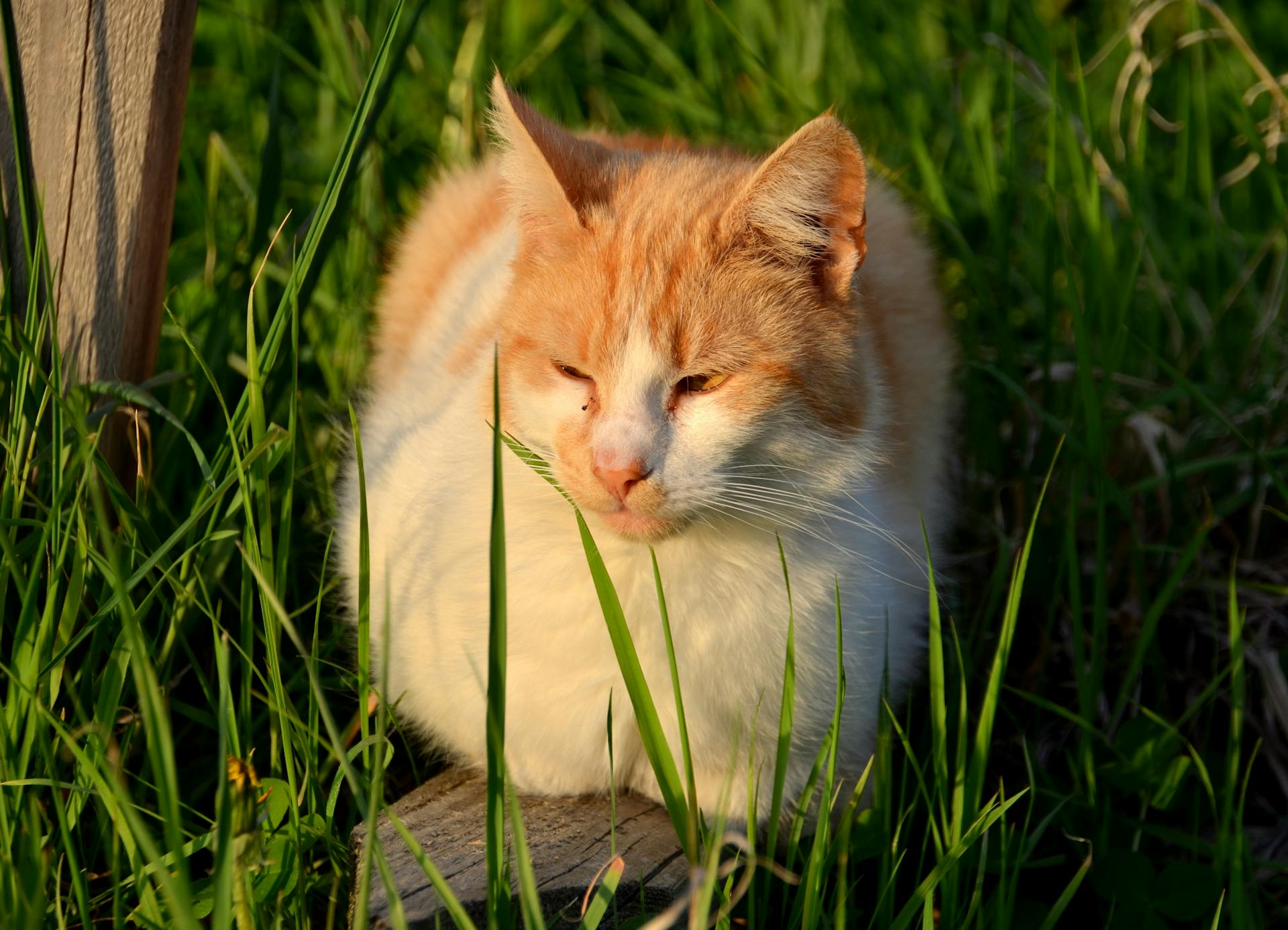 Tranquil orange and white cat enjoying the sun in a grassy area.