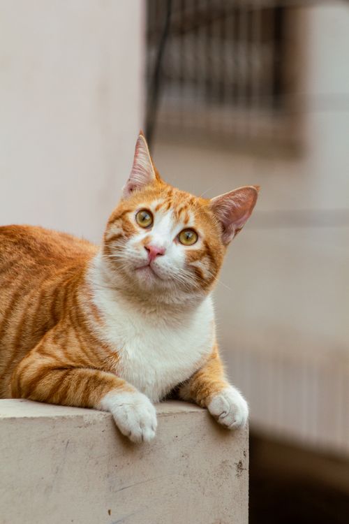 Free A cute orange and white cat lounging outdoors in Karachi, exuding relaxation and charm. Stock Photo