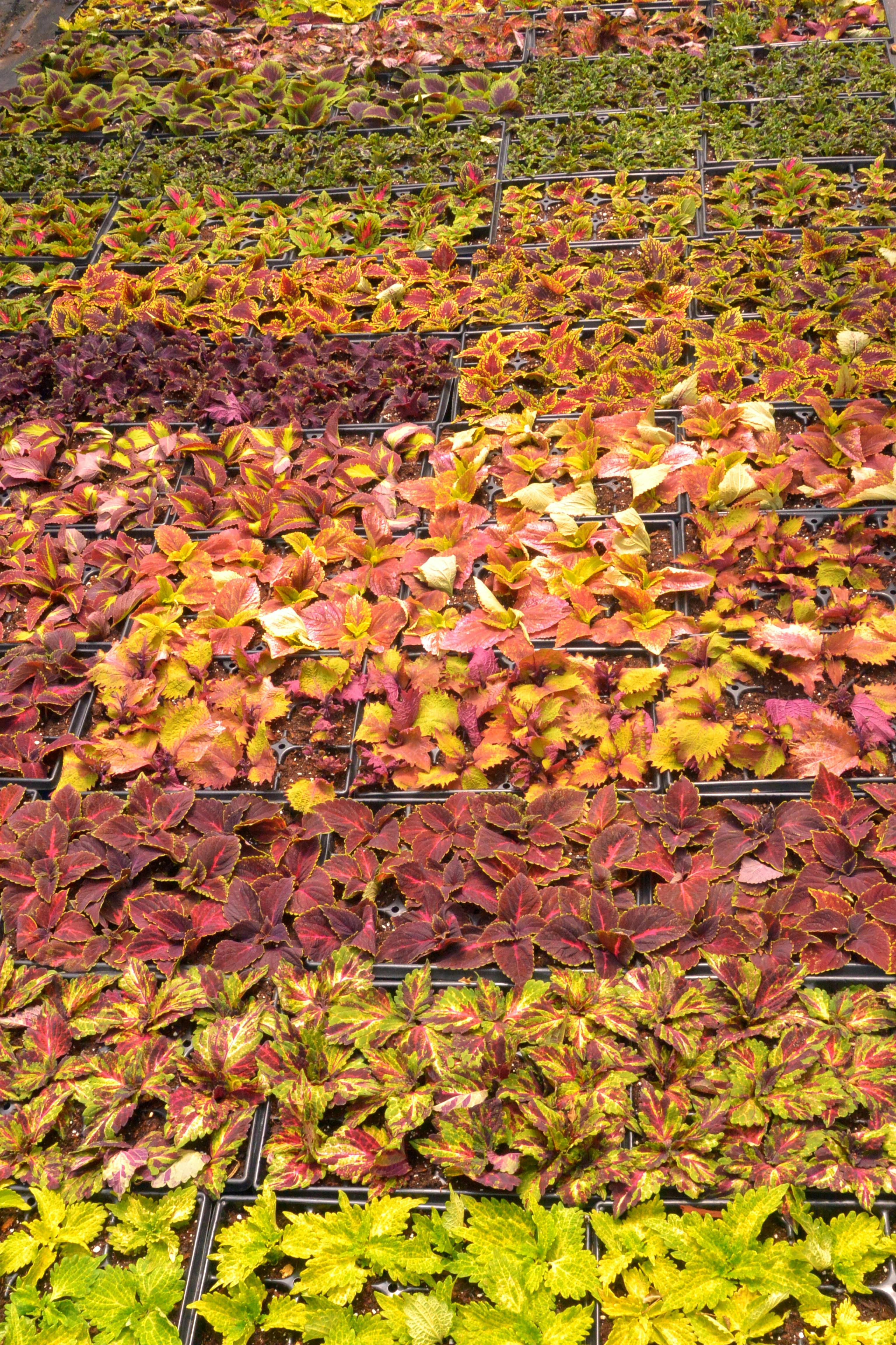 mulched potted plant in shade