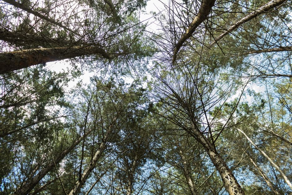 Amazonía pierde 22 millones de hectáreas en 2025: aceleración de deforestación alarma a ambientalistas globales