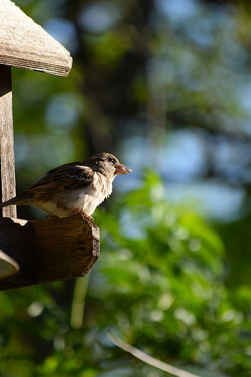 Free birds Stock Photo