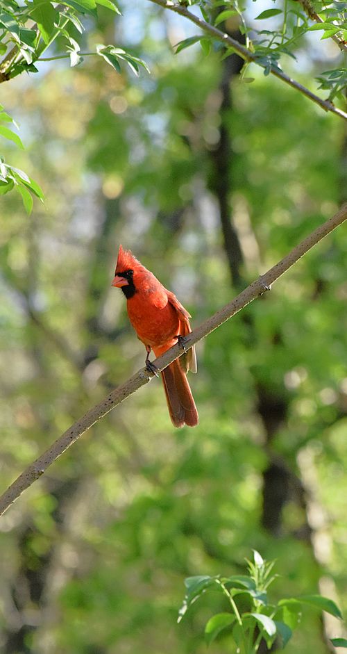 Free birds Stock Photo