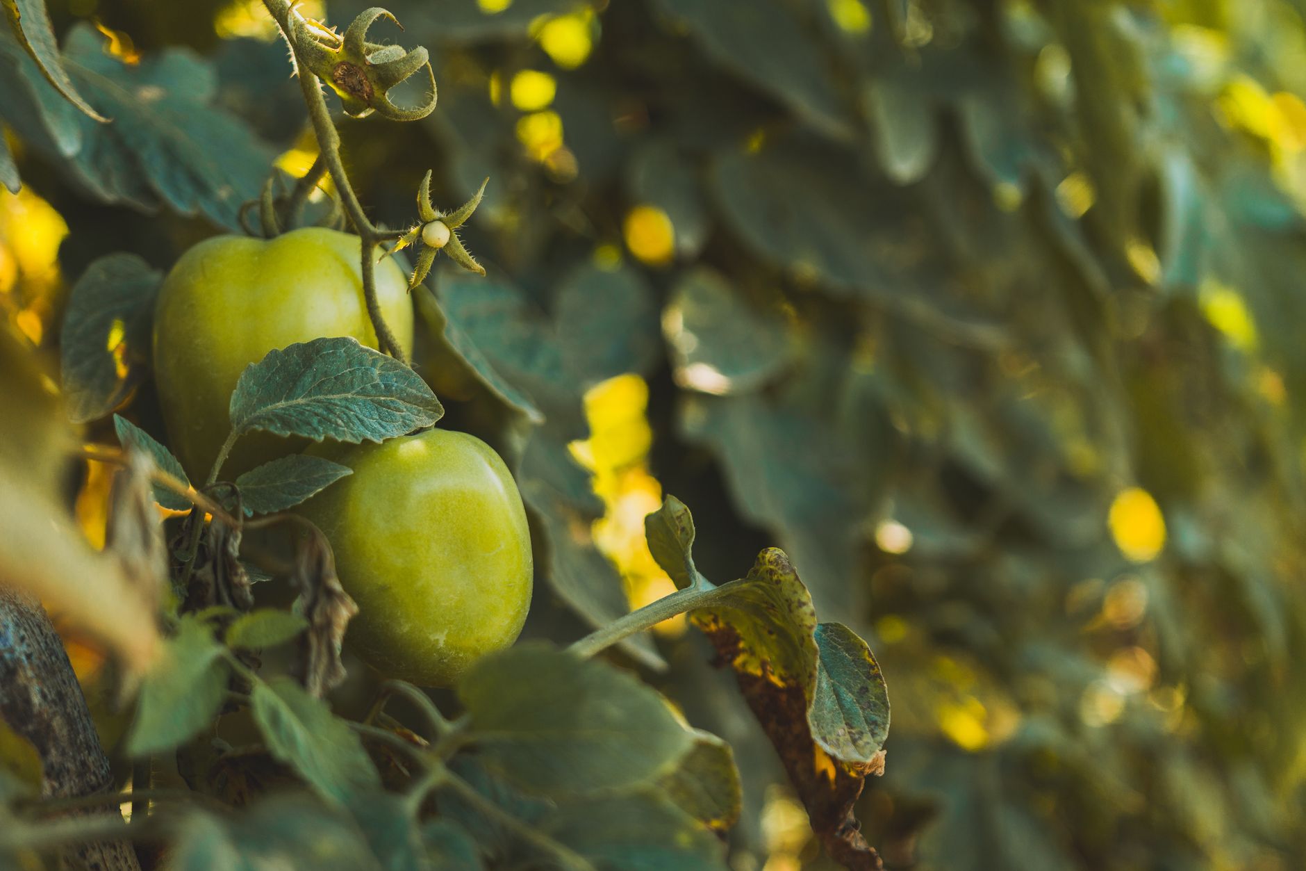 gardening image