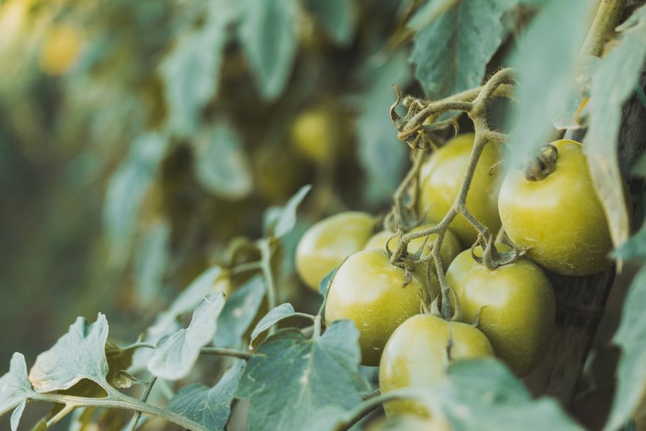 Tomates frescos rojos recién cosechados en huerto