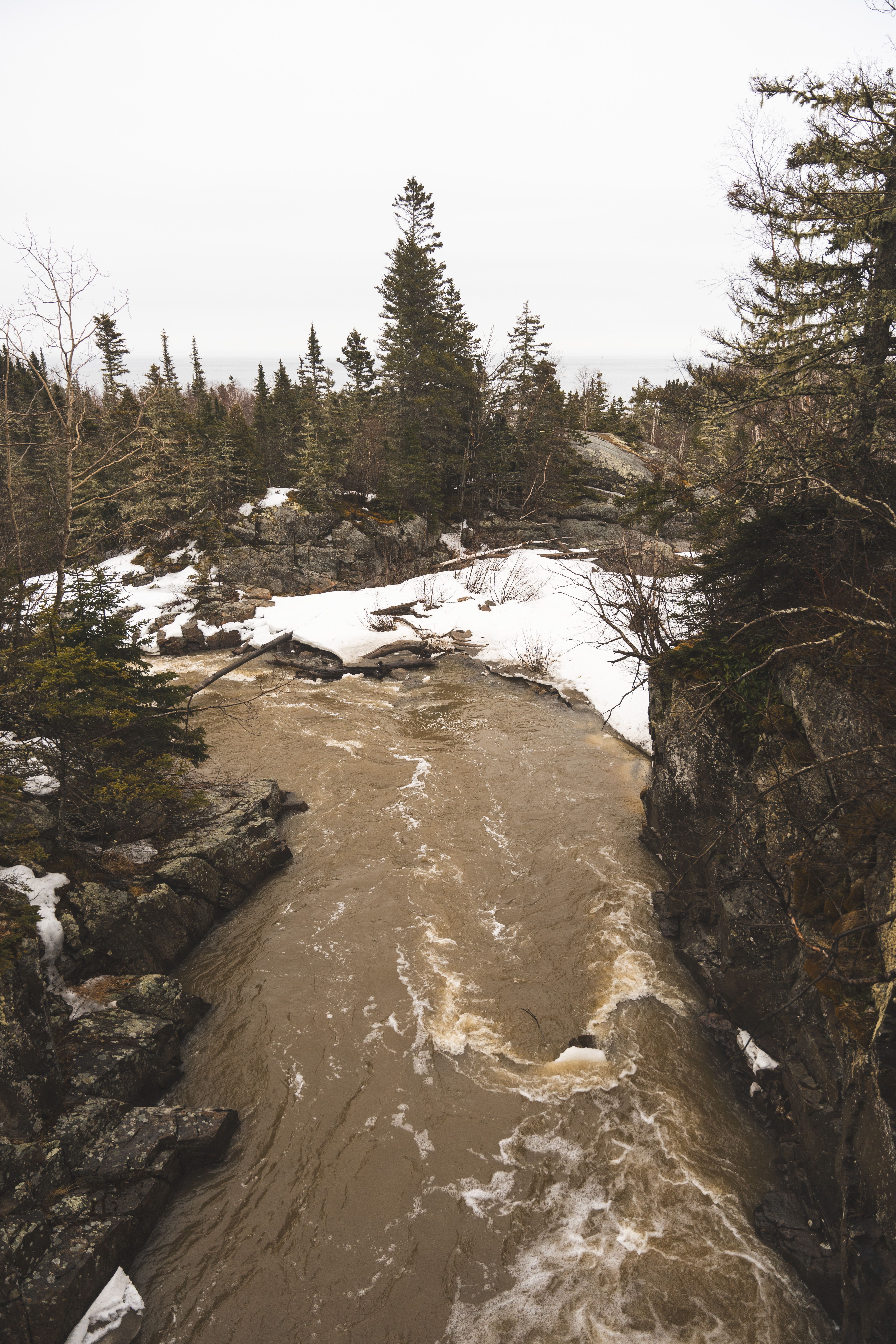 A River in the Forest · Free Stock Photo