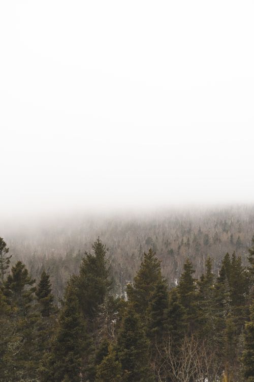 Free A serene view of a misty boreal forest under a hazy sky, creating a tranquil atmosphere. Stock Photo
