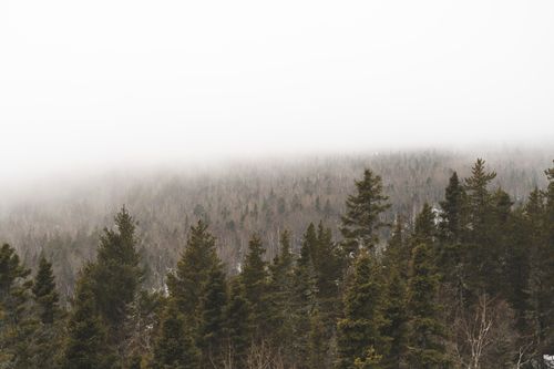 Fog drifting through conifers by Jean-Daniel Francoeur on Pexels