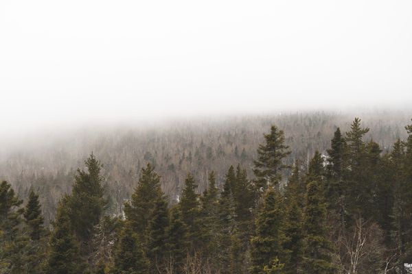 A misty stand of pines in soft light — photo by Jean-Daniel Francoeur on Pexels