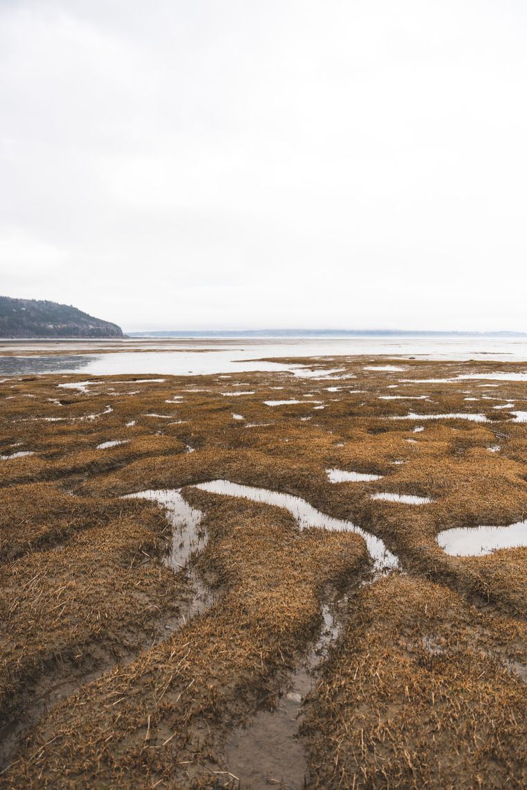 Tidal salt marsh drained at low water, photo by Jean-Daniel Francoeur on Pexels