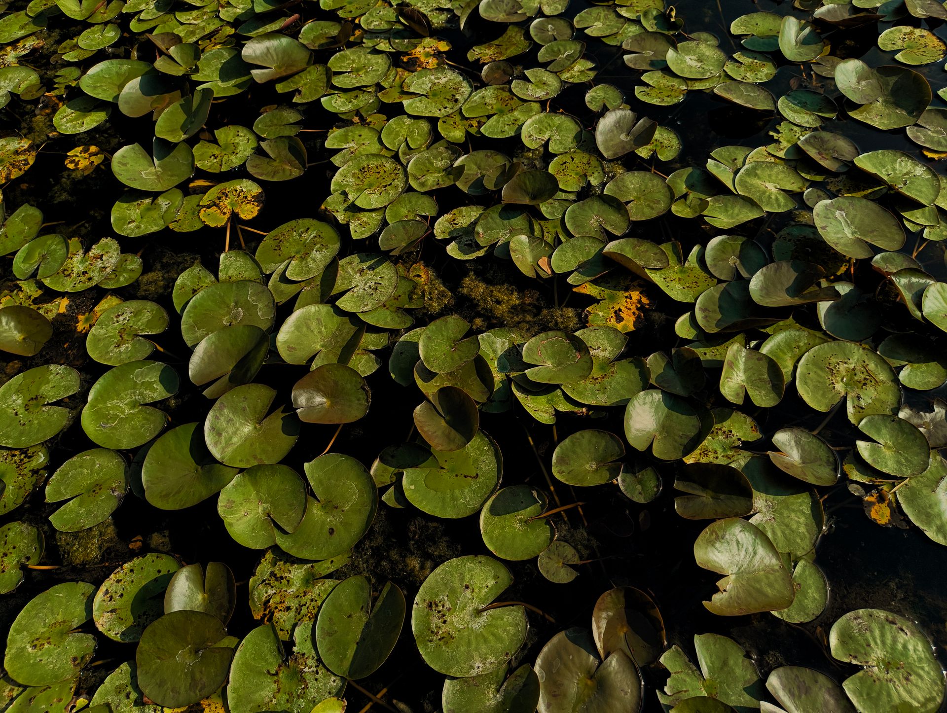 Lush green water lilies float peacefully on a calm pond, creating a natural and serene aquatic landscape.