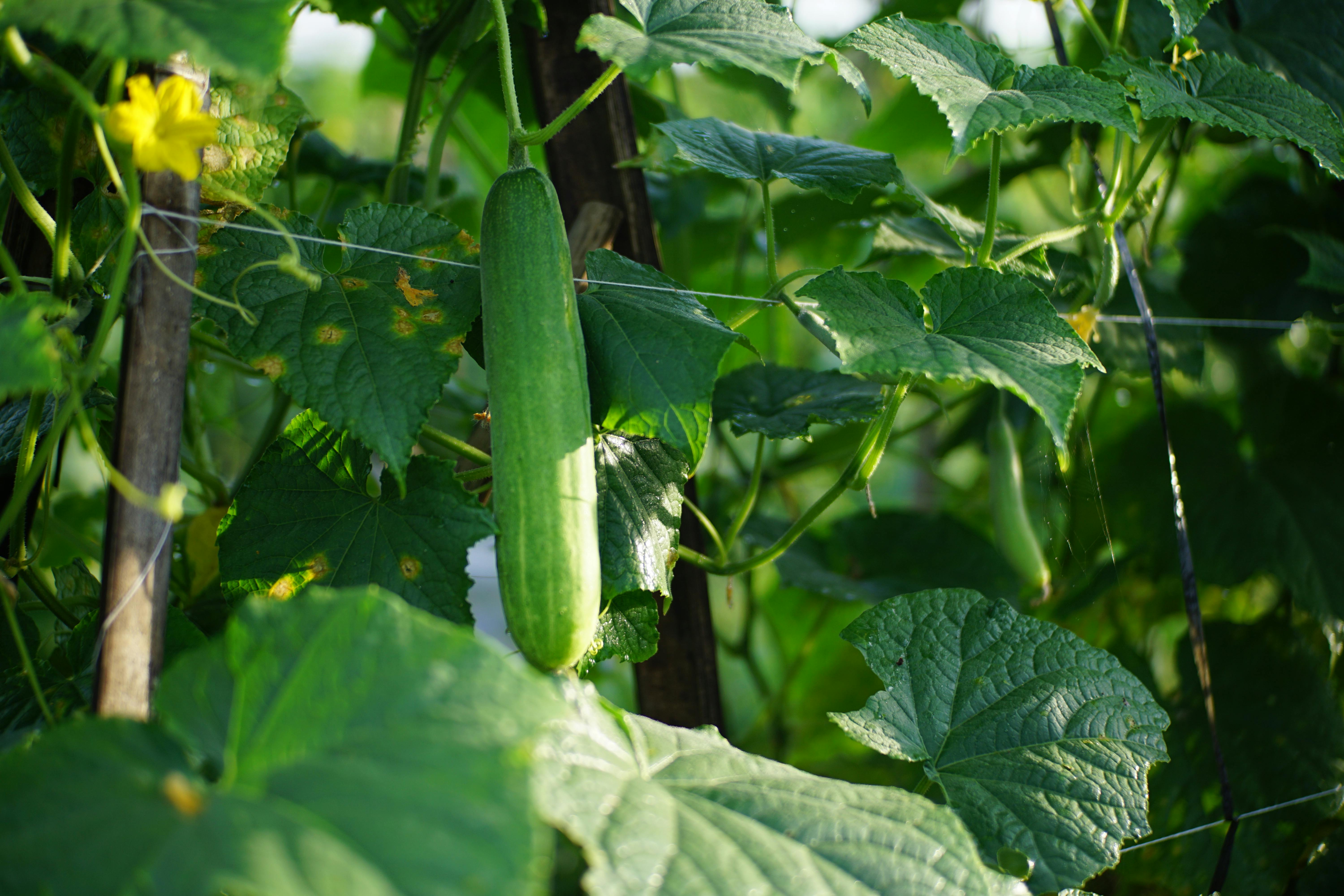 生活：台灣有機農產銷日大幅成長 企業攜手合作共創未來