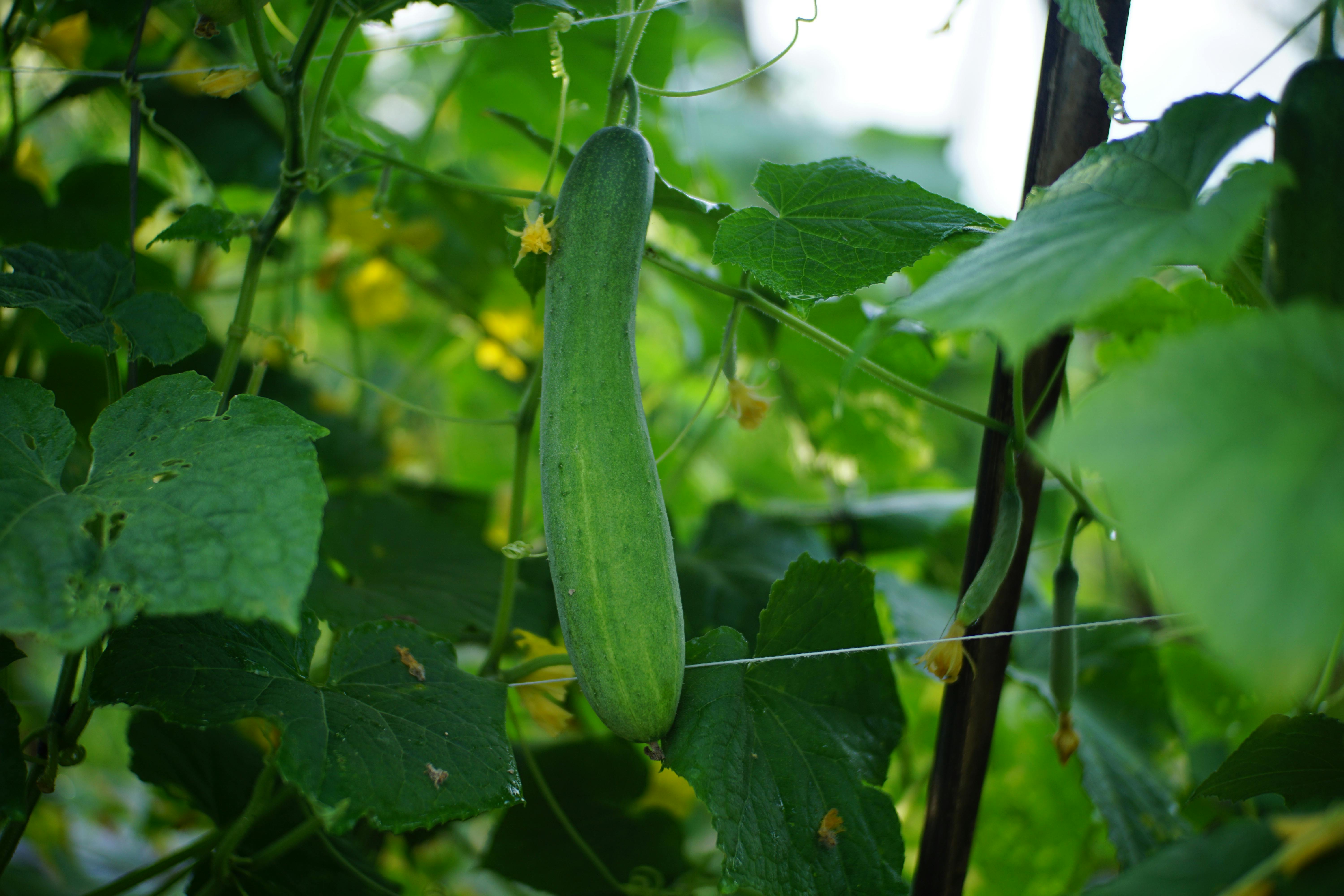 生活：台灣有機農產銷日大幅成長 企業攜手合作共創未來