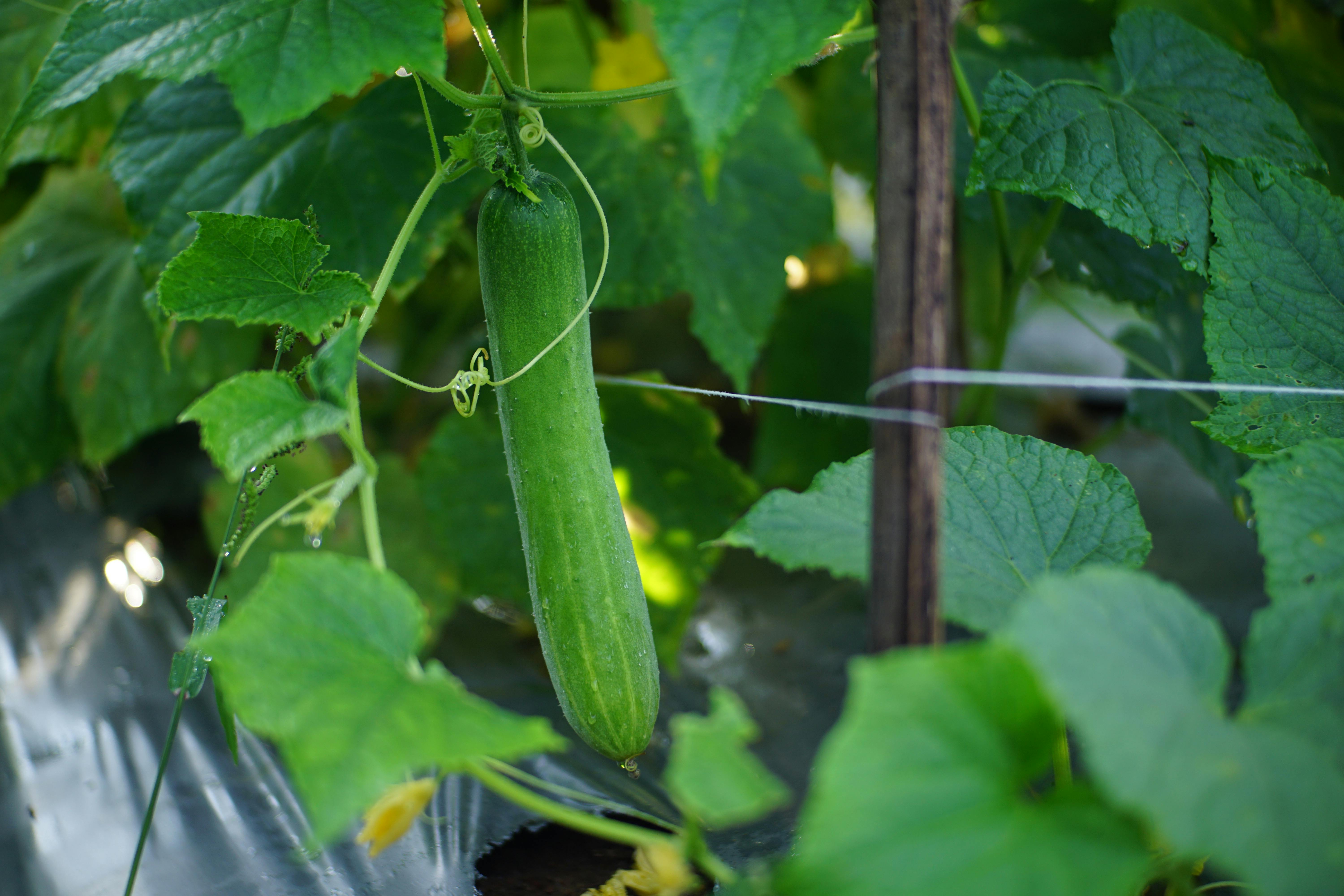 Close-up of cucumber growing in a lush garden setting, showcasing vibrant green leaves.