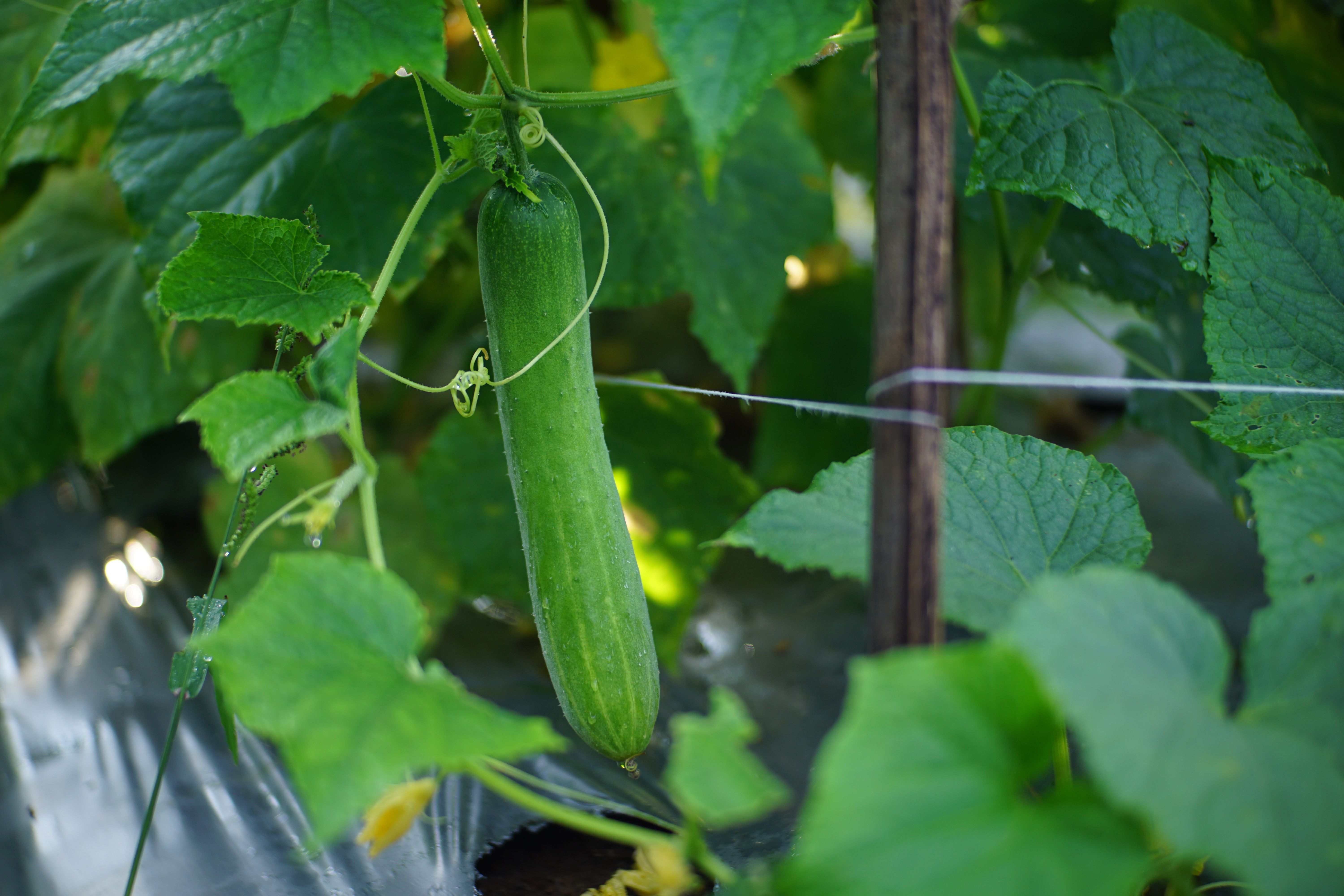Picking Cucumbers Stops Production