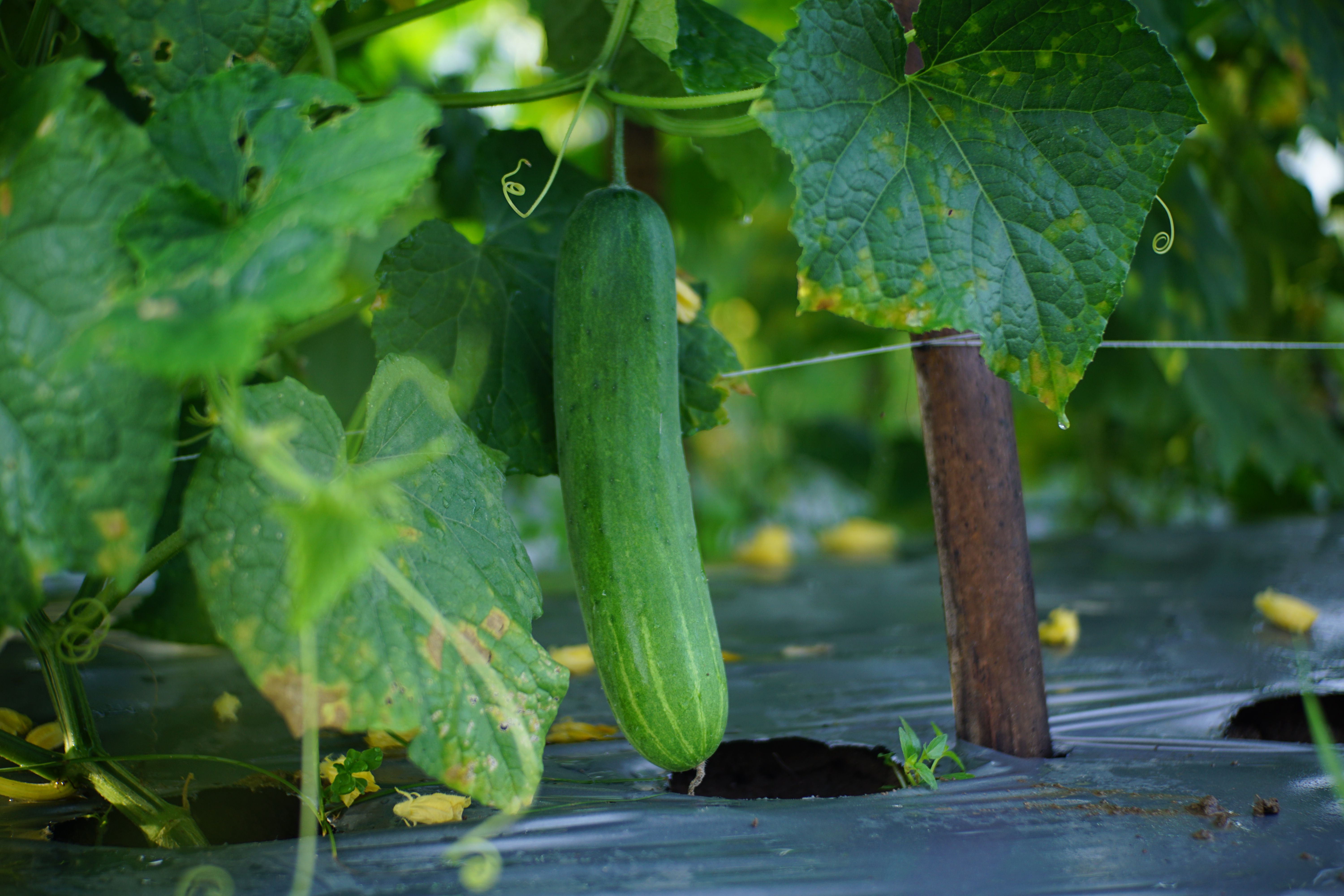 Vine Damage While Harvesting