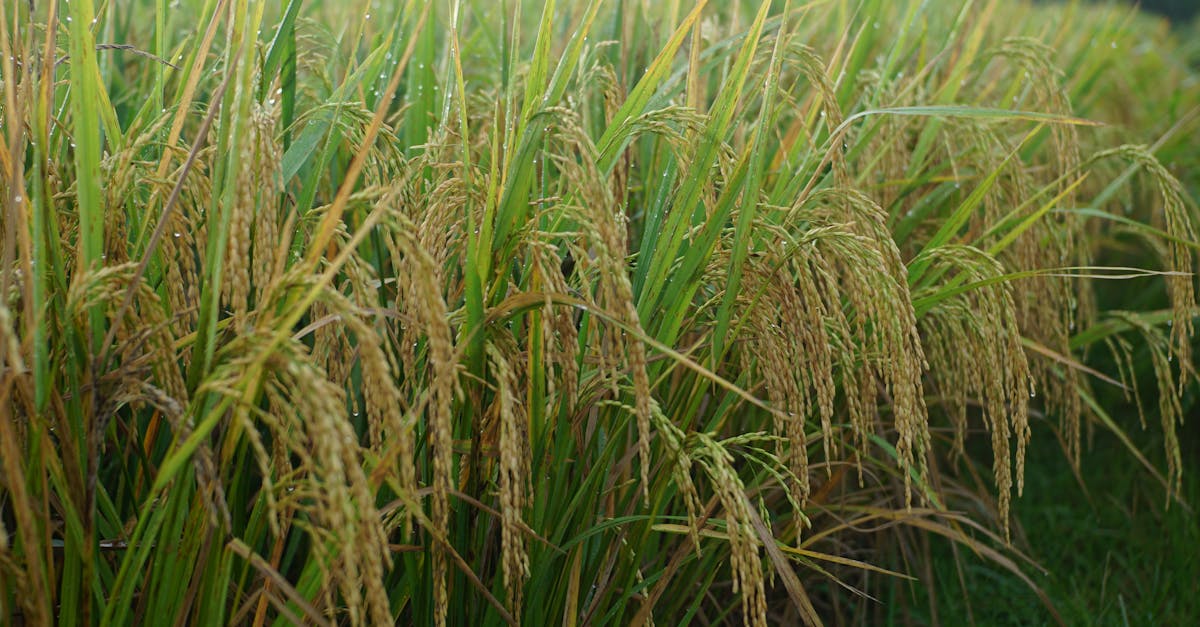 生活:台灣有機農產銷日大幅成長 企業攜手合作共創未來