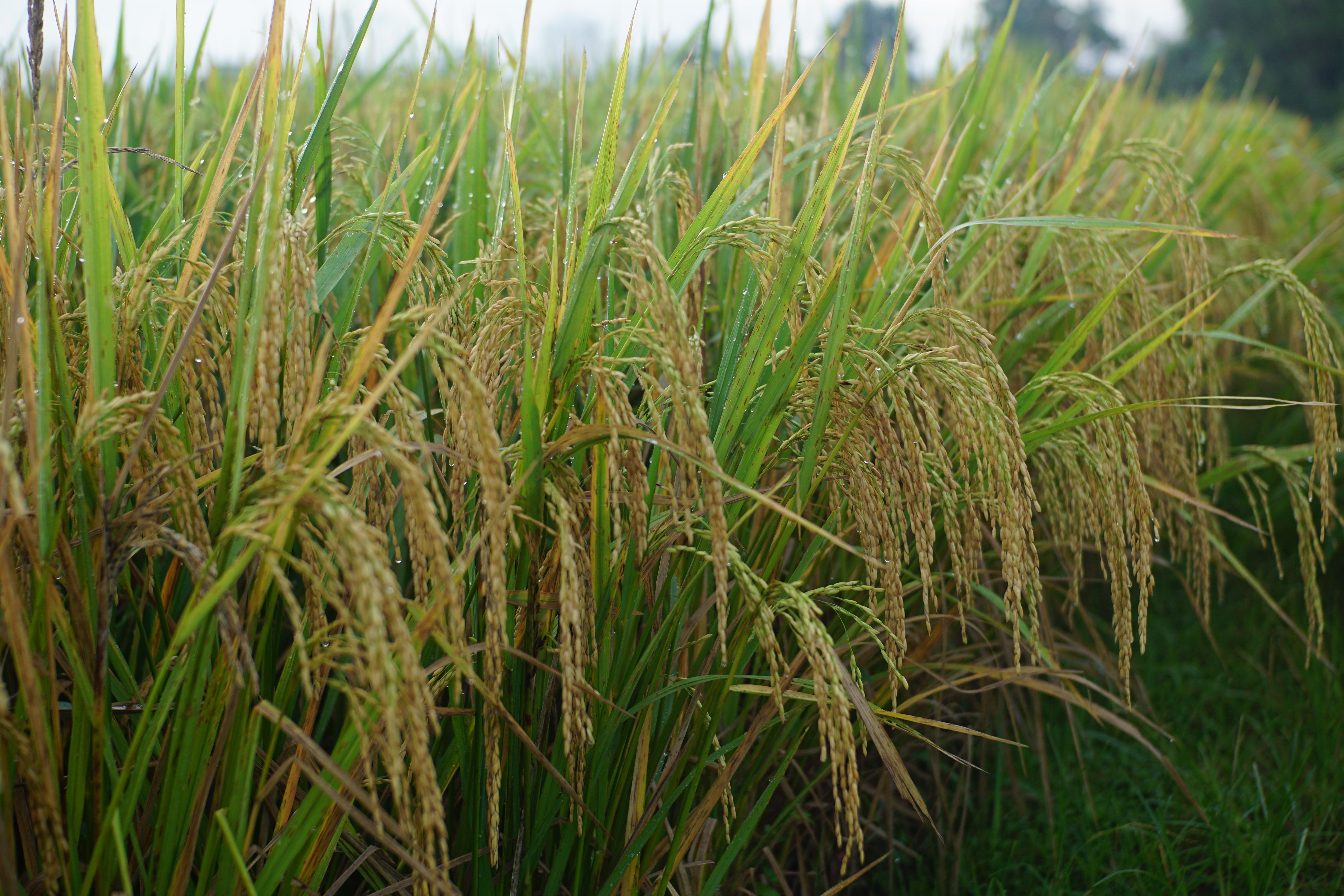 Lush Green Rice Field with Dewy Grains · Free Stock Photo