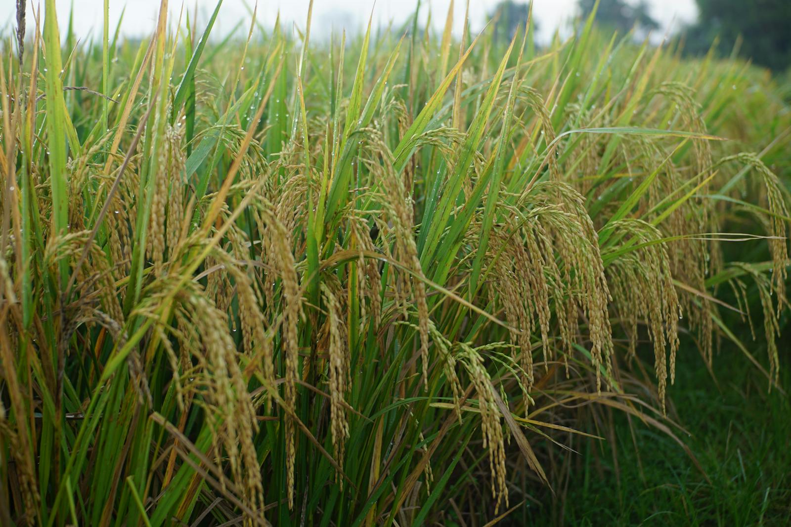 Rice Field Photos, Download The BEST Free Rice Field Stock Photos & HD ...