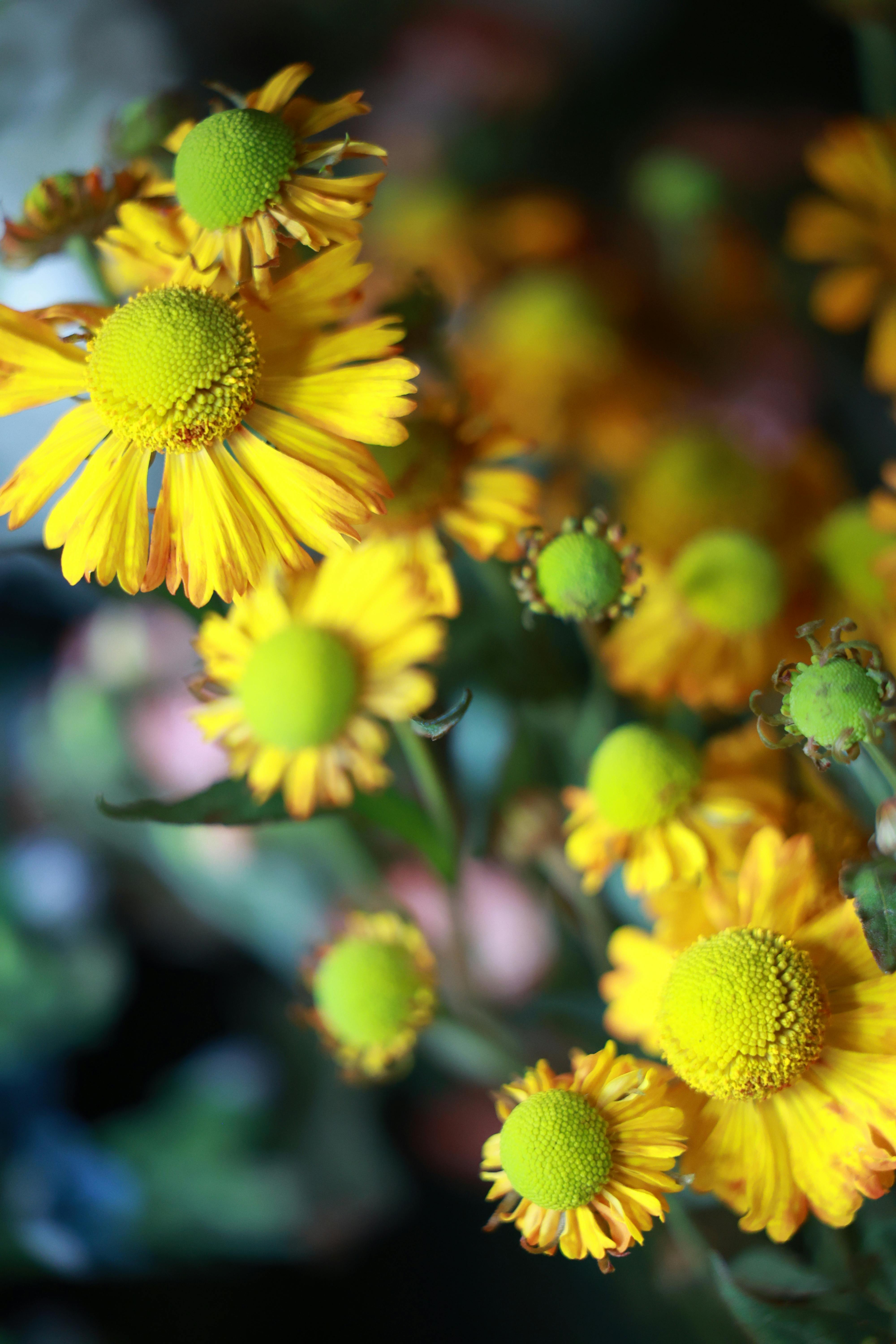 [ColoSach]-bright-yellow-helenium-flowers-with-green-centers-in-full-bloom,-showcasing-vibrant-summer-colors.