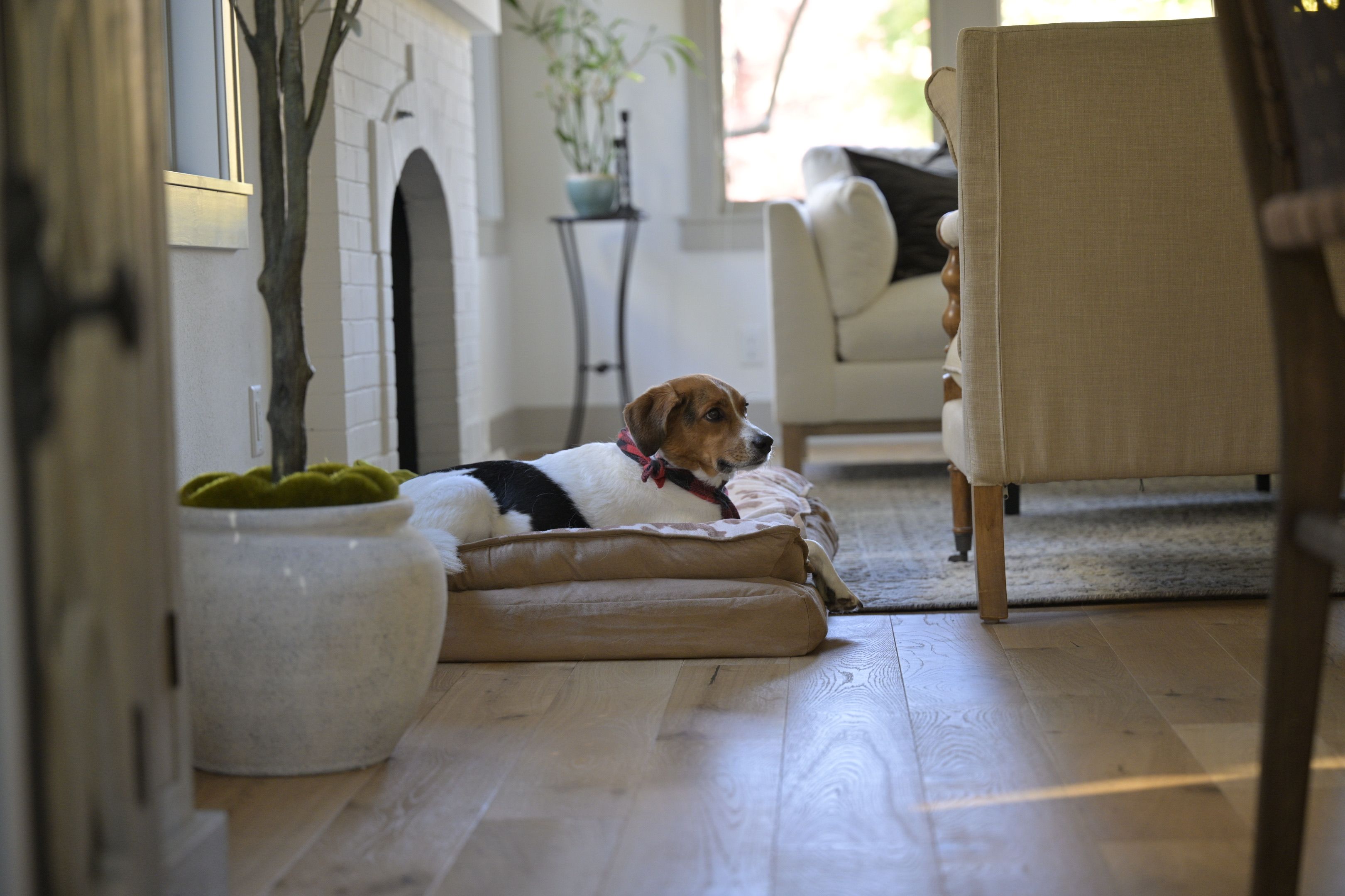 Pet-friendly stays that are actually dog-friendly