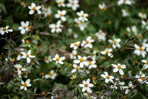 Free Close-up of wild white flowers in a green field, capturing nature's beauty and simplicity. Stock Photo