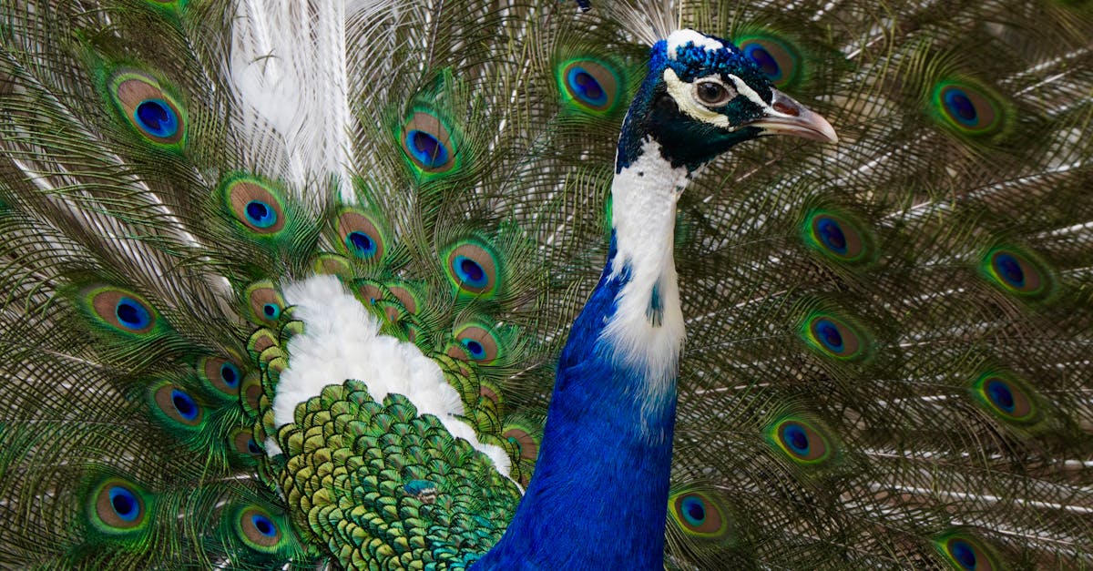 新世界攜手國際設計師Martin Brudnizki 打造豪宅滶晨會所 靈感來自南區自然美景