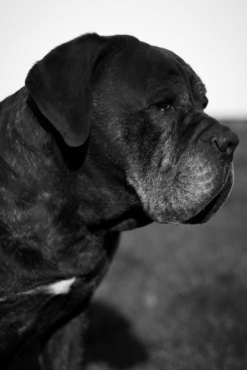 Free Stunning black and white portrait of a Cane Corso dog with a contemplative expression. Stock Photo