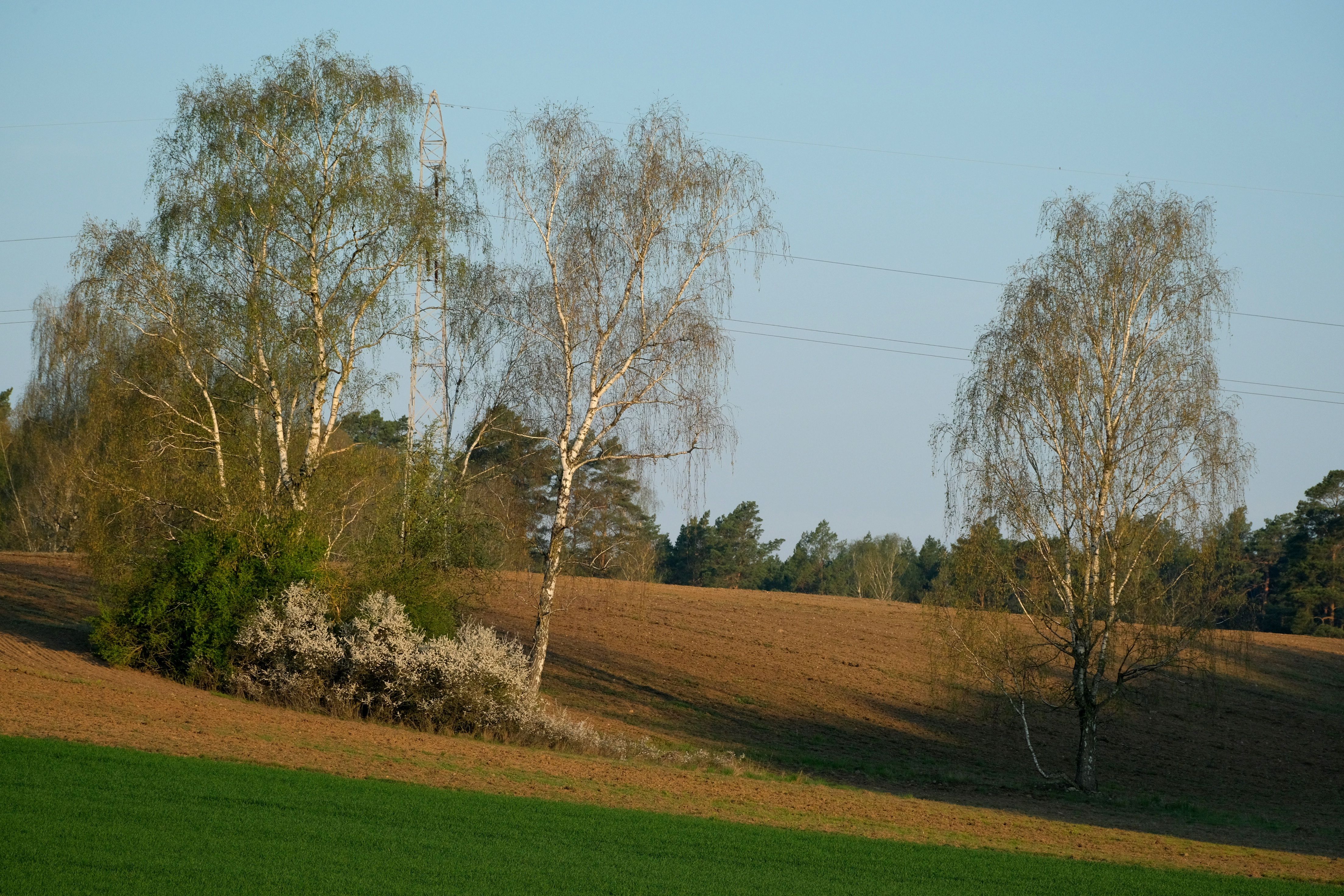 Tranquil rural scene featuring birch and other trees in a grassy field.