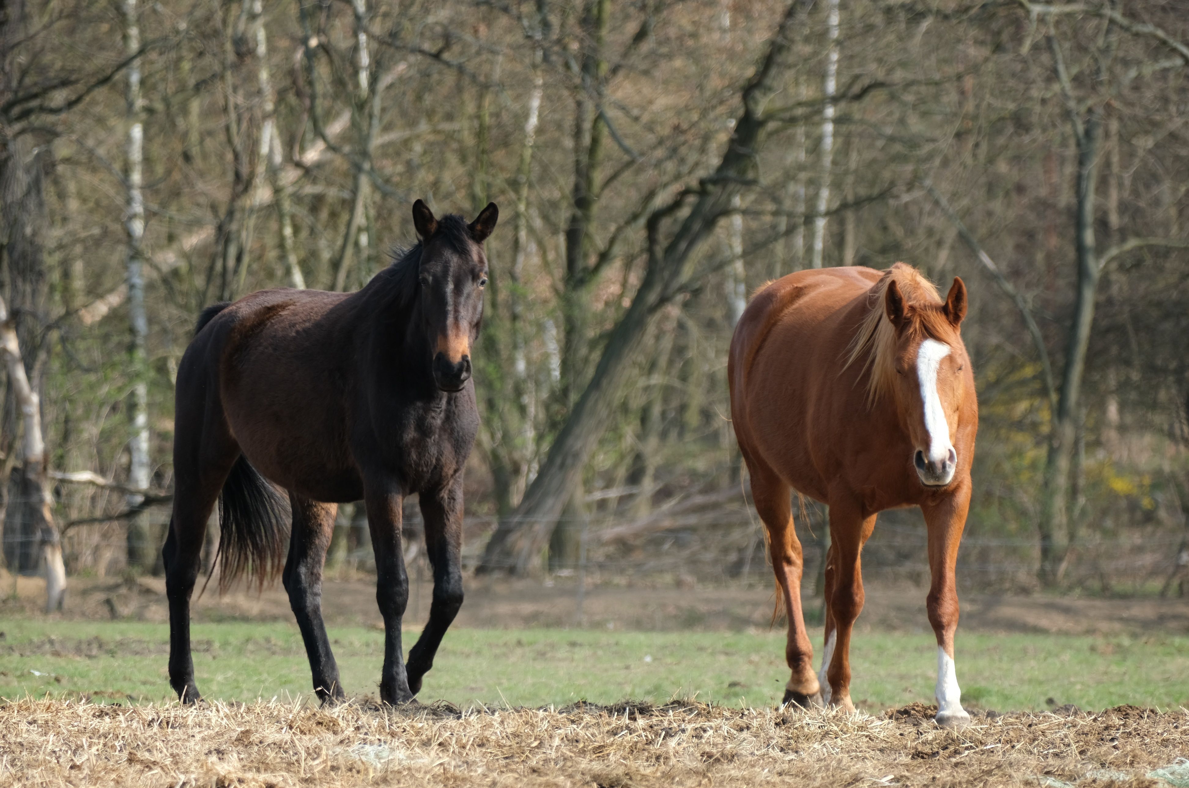 nutrition for strong horse hooves