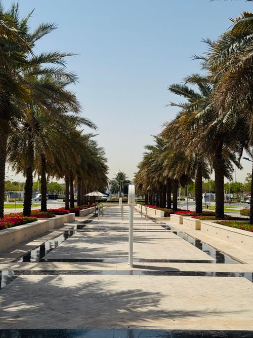 Free Symmetrical palm tree-lined walkway in a sunny urban park with clear blue skies. Stock Photo