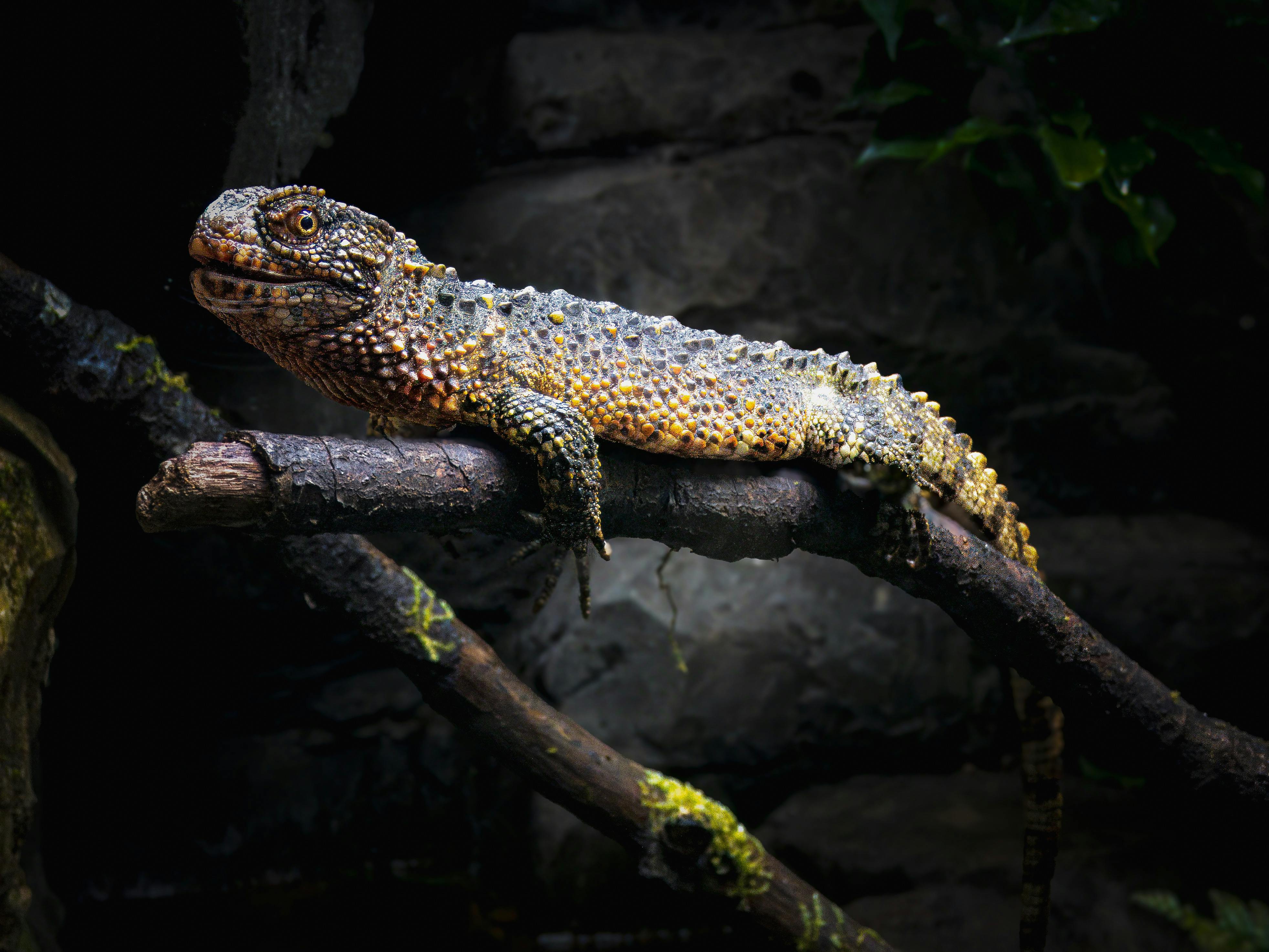 Close-up on Chinese Crocodile Lizards Stacked on top of each