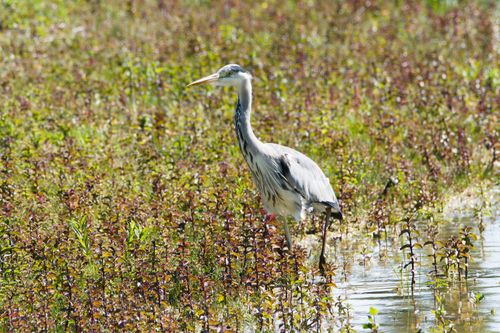Free A graceful heron stands in a vibrant wetland field, surrounded by lush greenery on a sunny day. Stock Photo