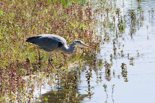 Free A graceful heron wades through a swamp, surrounded by vibrant plants and serene water reflections. Stock Photo