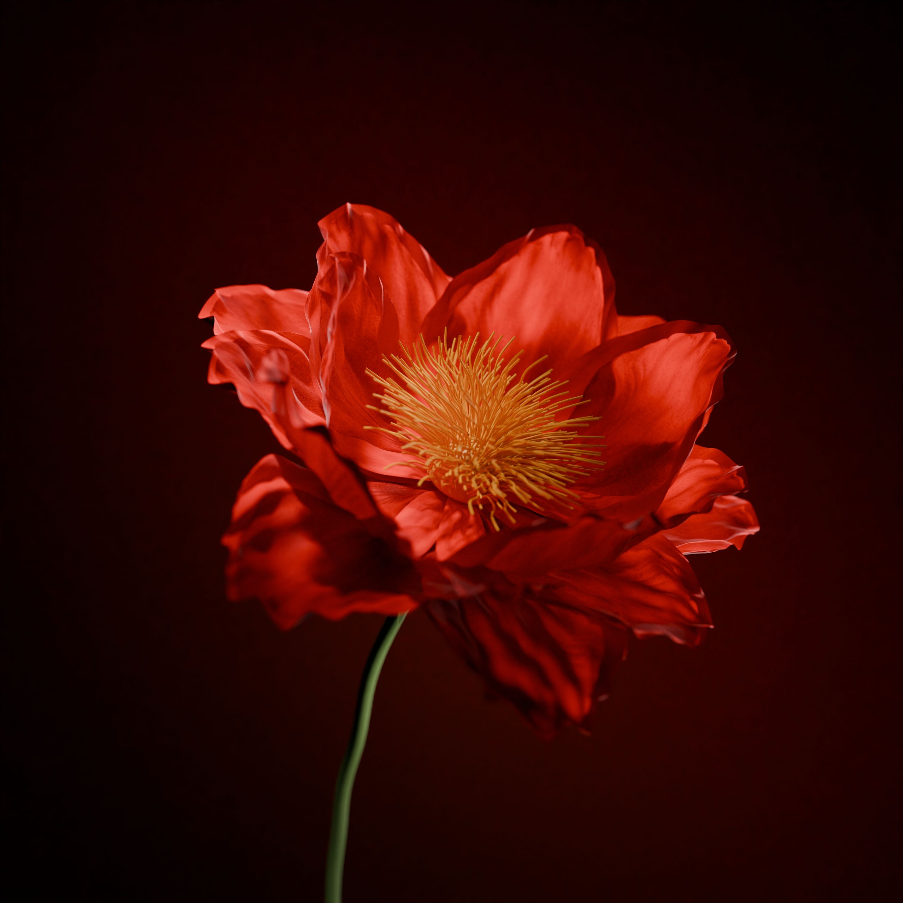 Close-up of a vivid red poppy against a deep maroon backdrop.