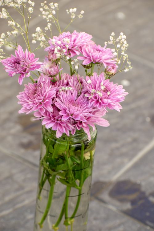 Free Beautiful arrangement of pink chrysanthemums in a clear glass vase, perfect for adding elegance. Stock Photo