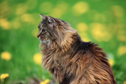 Free Beautiful Norwegian Forest Cat sitting gracefully in a vibrant spring meadow. Stock Photo