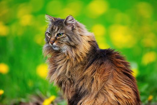 A beautiful Norwegian Forest Cat posing gracefully amidst a lush spring garden with yellow flowers a